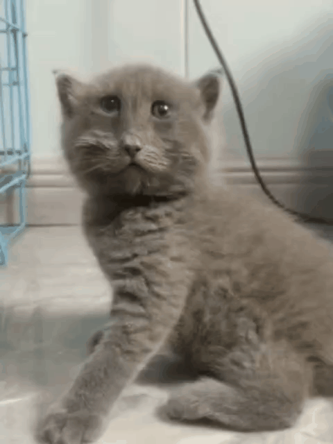 gif photo view