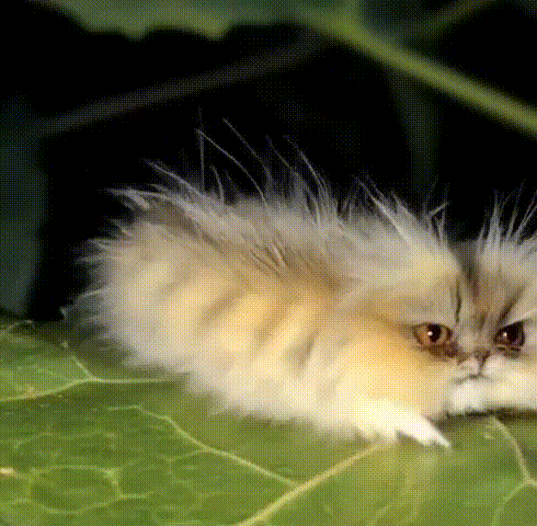 НОВЫЙ ВИД ГУСЕНИЦ!!!!!!!!
