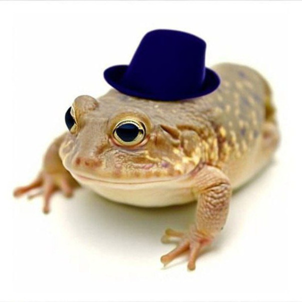 Aboobus 