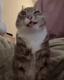 gif photo view