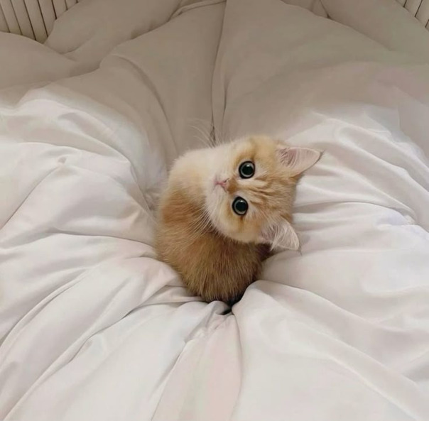 Кошечка Мур