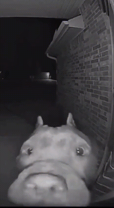 sobak