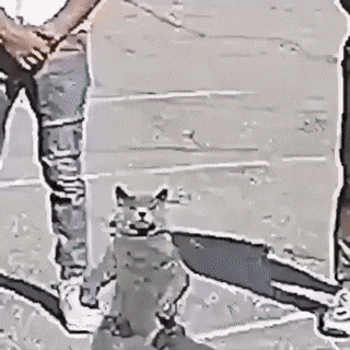 gif photo view