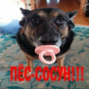 Чемпион
