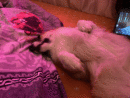 корги одыхает
источник: Жабблер