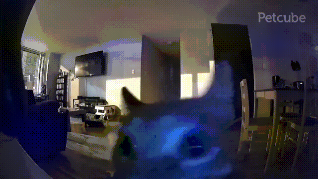 gif photo view