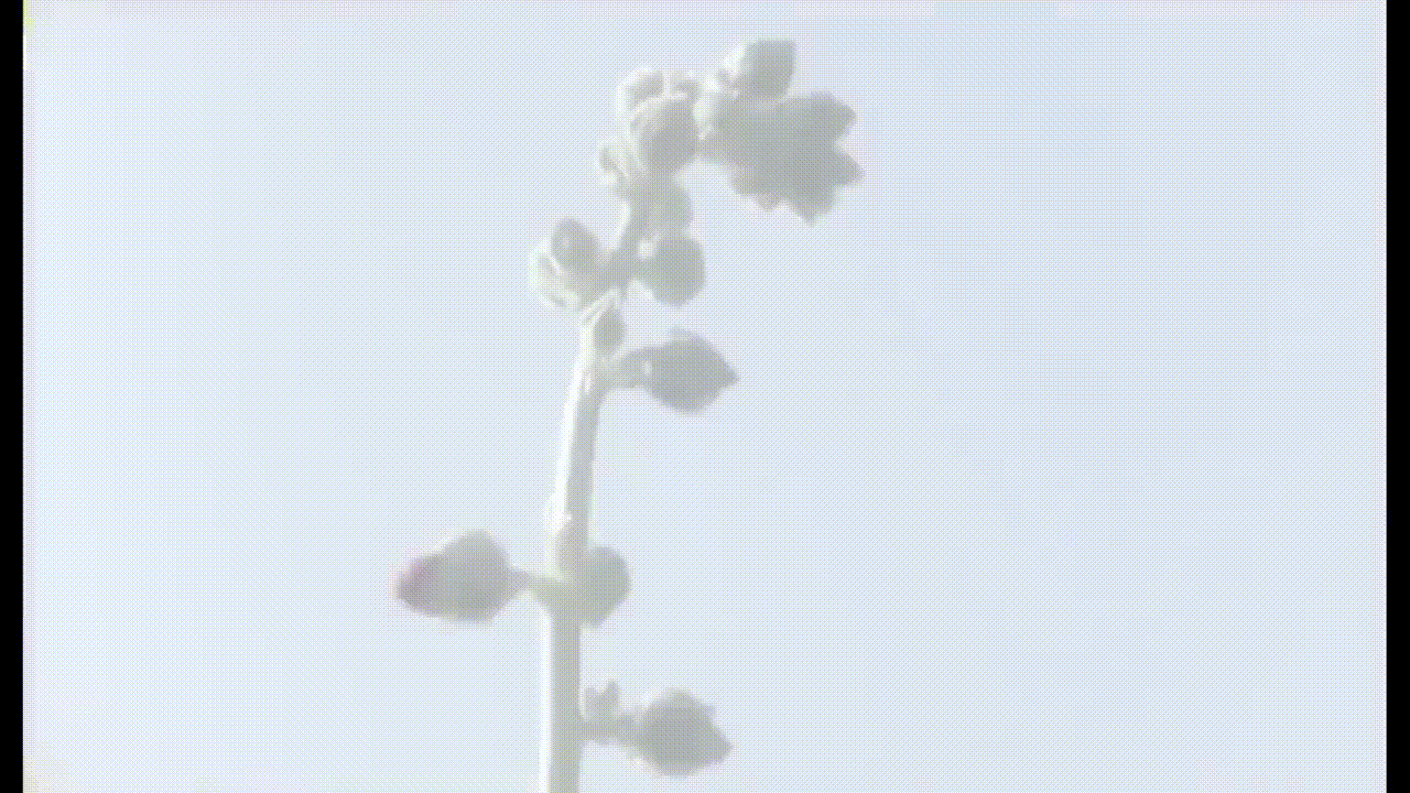 ализе