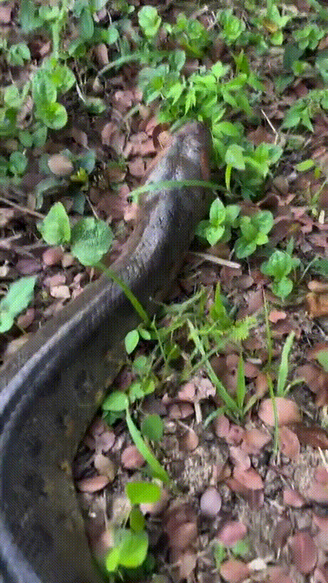 yoink