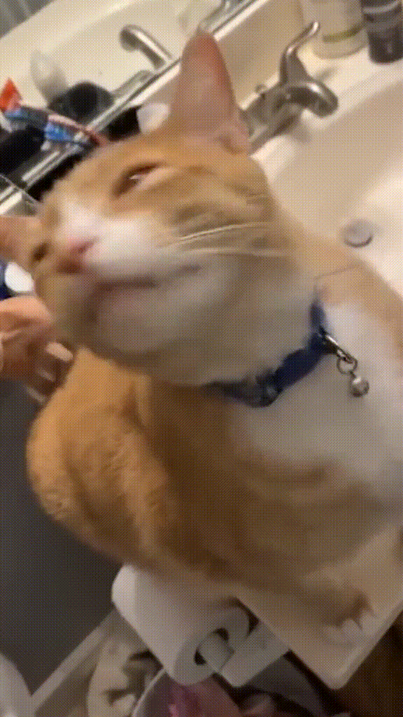 Portal cat