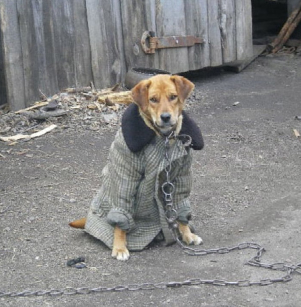 Саня Крипер