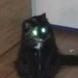 Mad Cat